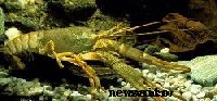 Как похудеть за ночь